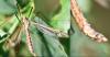 Tipula vernalis
